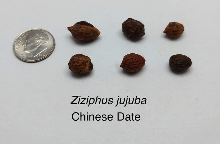 Chinese Date Tree Seeds for Planting - 6 Seeds - Jujube, Chinese Date, Tsao Ziziphus Jujuba