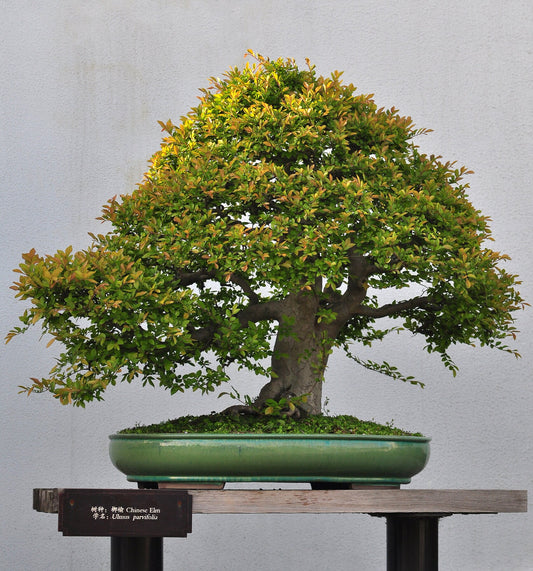 50 Chinese Elm Bonsai Tree Seeds - Ulmus parvifolia