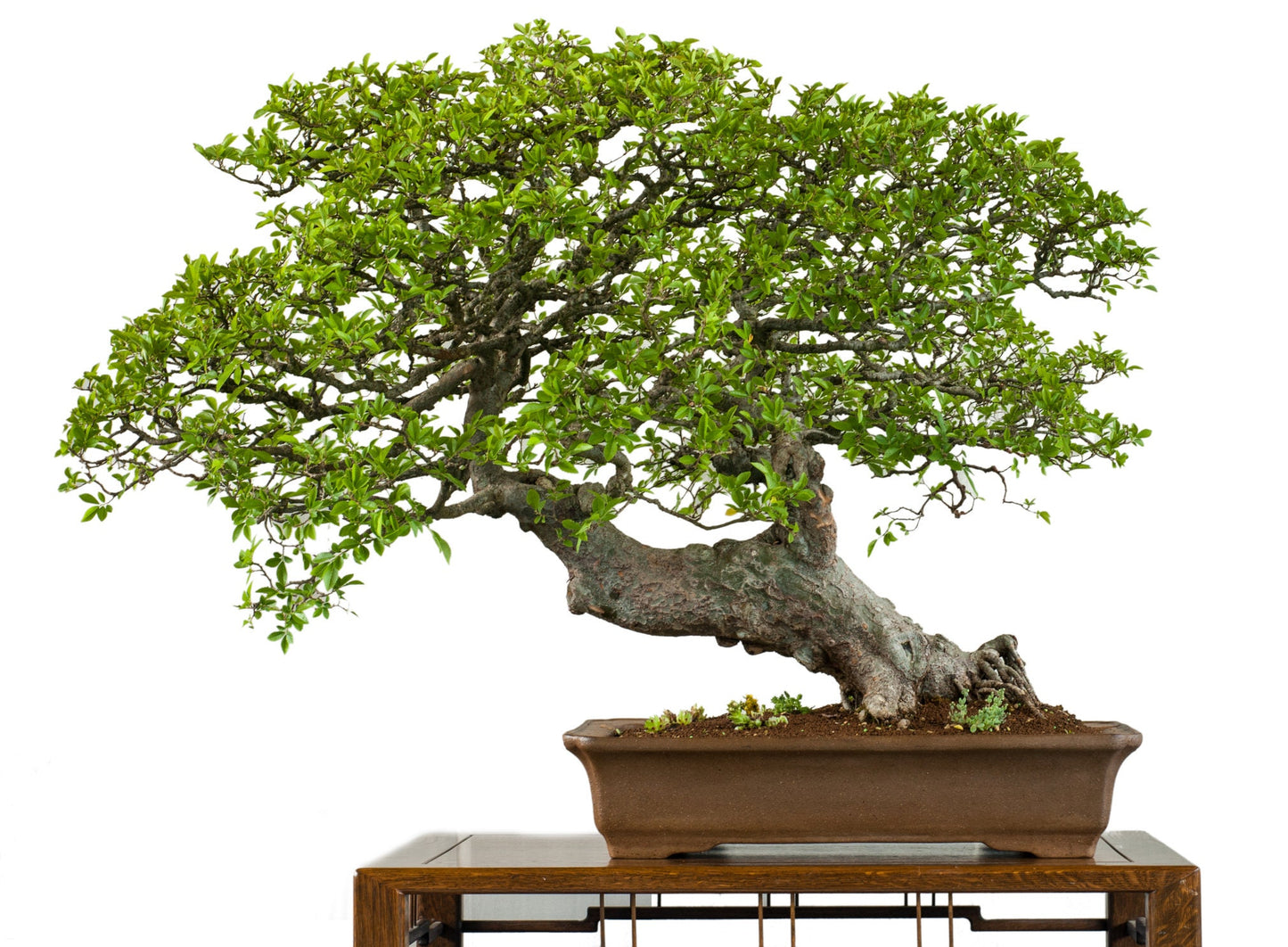 30 Chinese Elm Bonsai Tree Seeds - Ulmus parvifolia