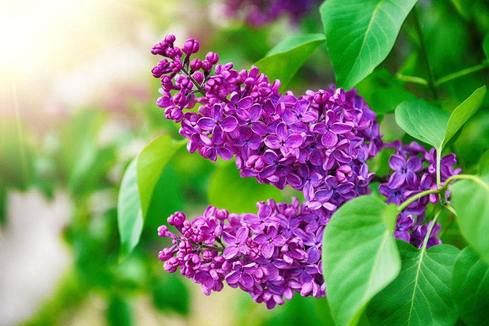 30 Purple Lilac Bonsai Seeds - Ships from Iowa, USA