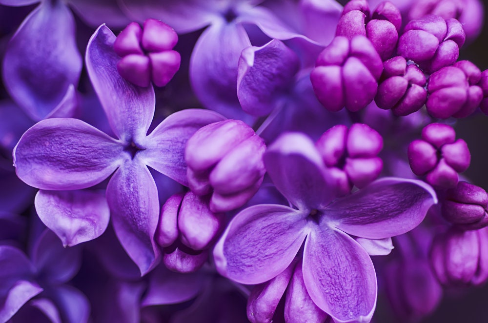 Purple Lilac Seeds for Planting - 100 Seeds - Stunning Purple Flowers, Great for Landscaping or Bonsai Specimen