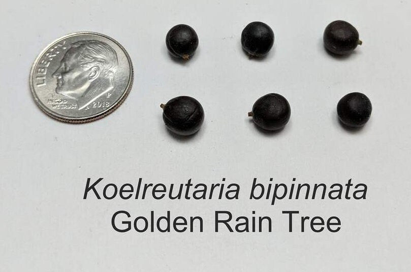 Chinese Golden Rain Tree Seeds for Planting - 6 Seeds - Koelreuteria bipinnata