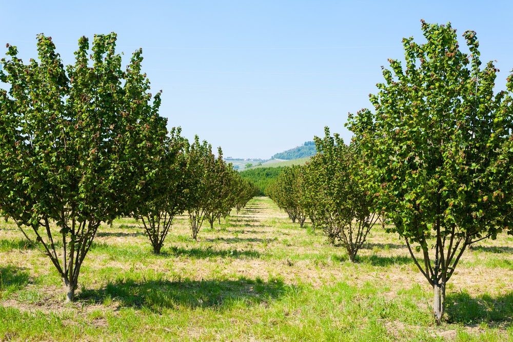 10 American Hazelnut Tree Seeds for Planting - Corylus americana