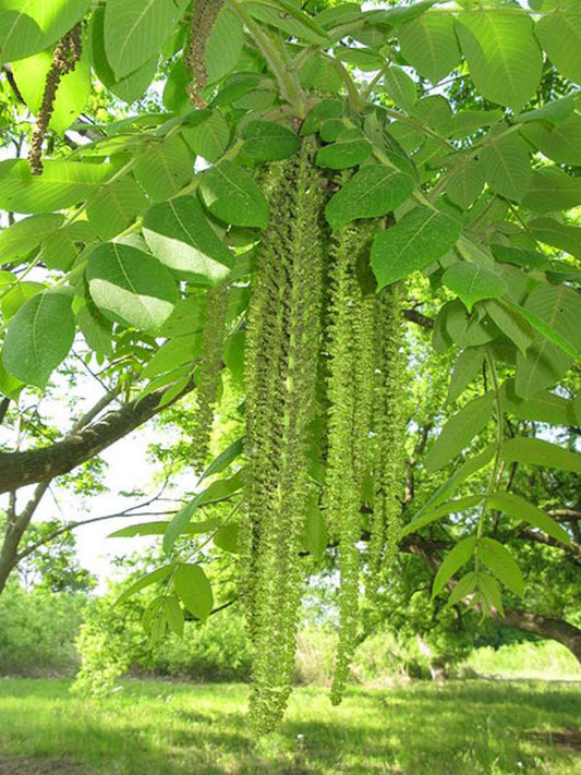 4 Heartnut Tree Seeds for Planting - Juglans ailantifolia Cordiformis