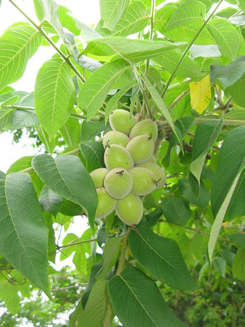 4 Heartnut Tree Seeds for Planting - Juglans ailantifolia Cordiformis