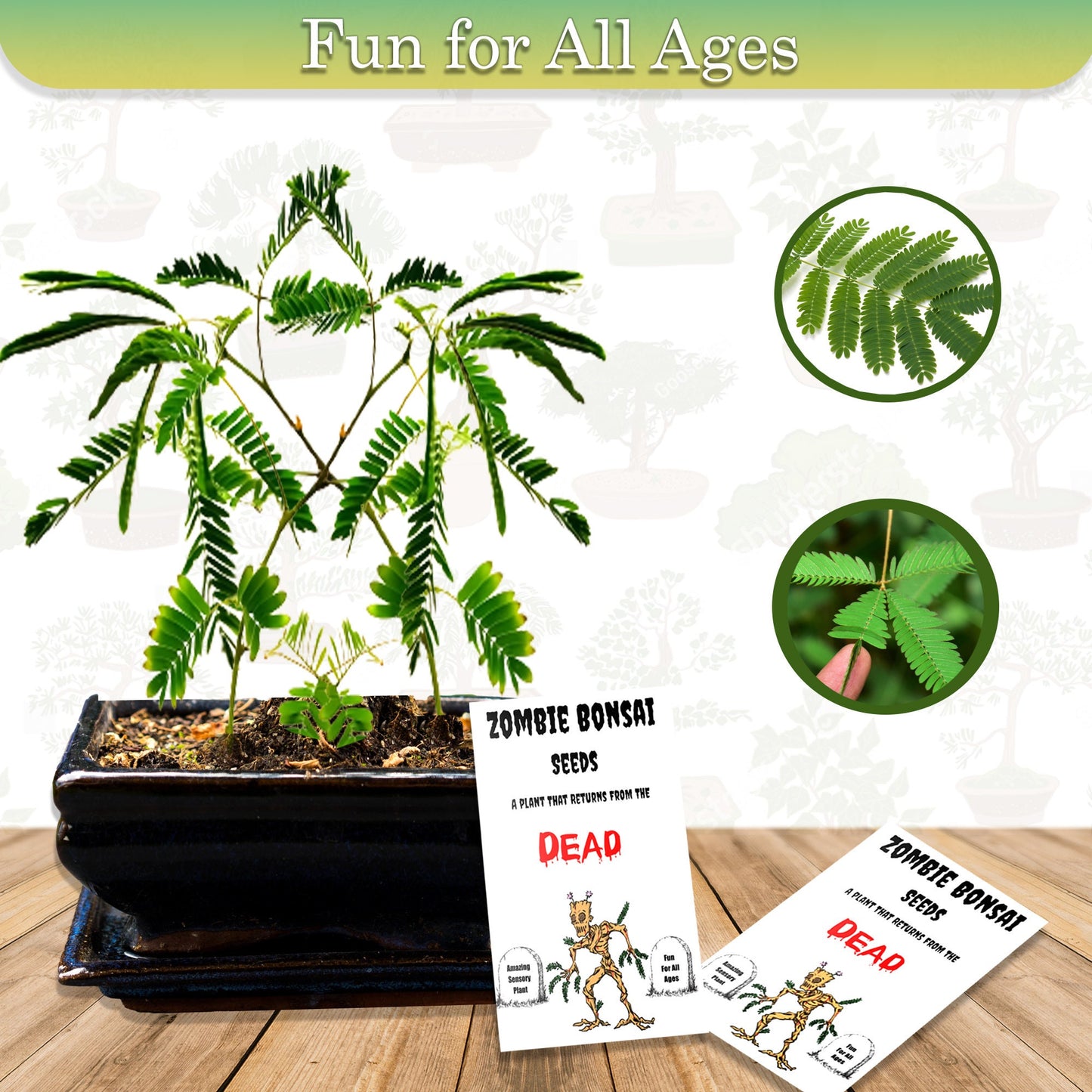 Zombie Bonsai Seeds Packets (2 Pack) - Amazing Sensory Plant, Reacts to Touch, Plays Dead and Comes Back to Life - Great Stocking Stuffer