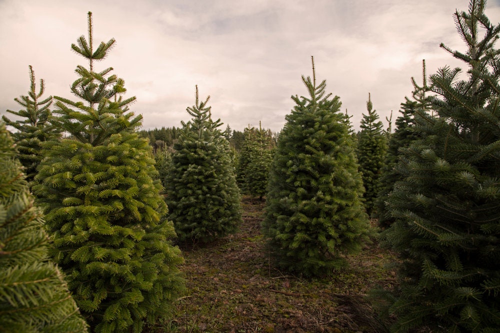 Christmas Tree Seeds for Planting - 25 Seeds - Balsam Fir (Abies balsamea)