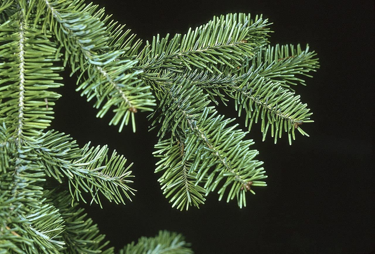 Christmas Tree Seeds for Planting - 25 Seeds - Balsam Fir (Abies balsamea)