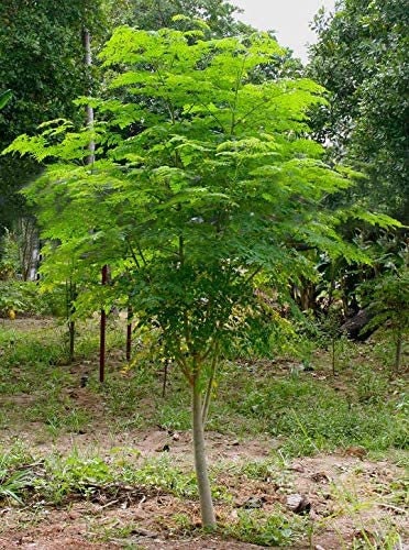 Tree of Life Seeds for Planting - The Moringa Tree - Easy to Grow, Fast Growing Tree