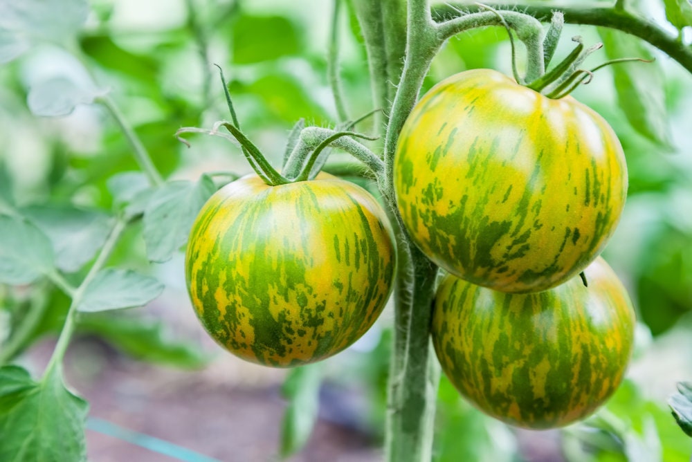 Green Zebra Tomato Seeds - 100+ Seeds, Made in USA - Stunning Color