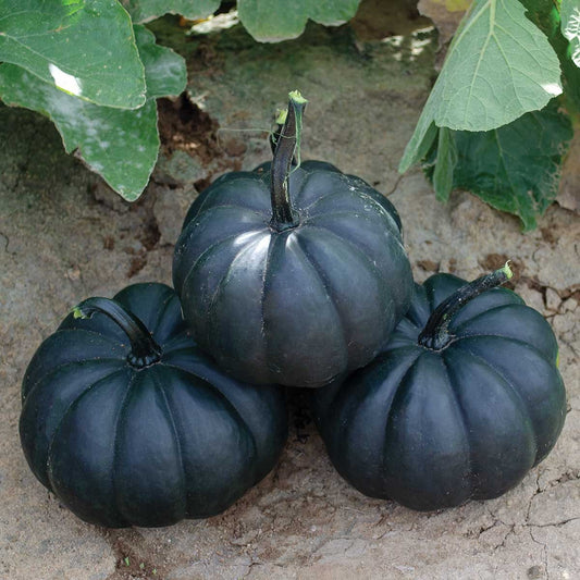 Black Pumpkin Seeds for Planting - 10 Seeds, Made in USA