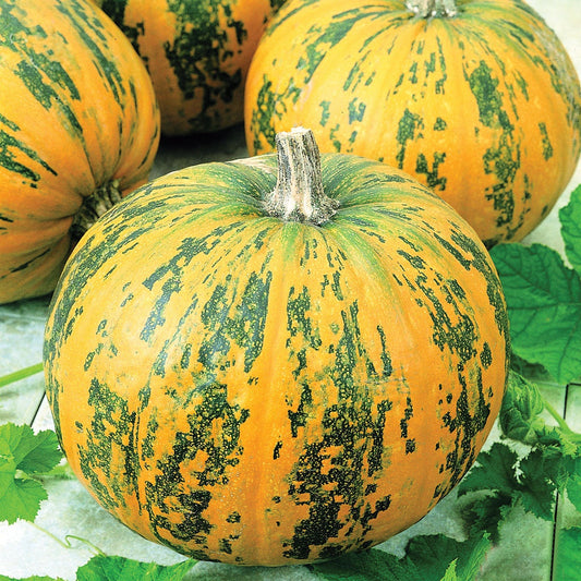 Exotic Green and Orange Pumpkin Seeds - 20+ Seeds, Made in USA - Grow Stunning Multi Color Pumpkins. Pepitas Pumpkins