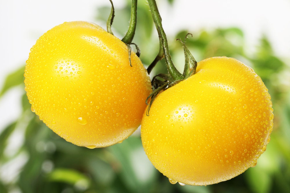 Yellow Tomato Seeds for Planting - 100+ Seeds, Made in USA - Grow Sunny Boy Tomatos