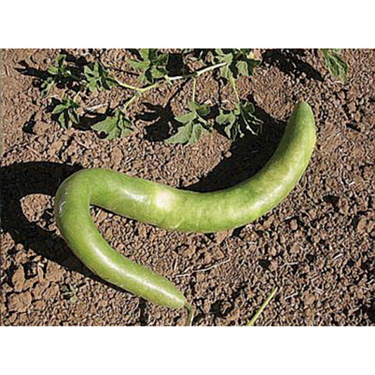 Italian Edible Gourd Summer Squash Seeds | 10 Seeds Packet | Grow Colorful Mini Pumpkins