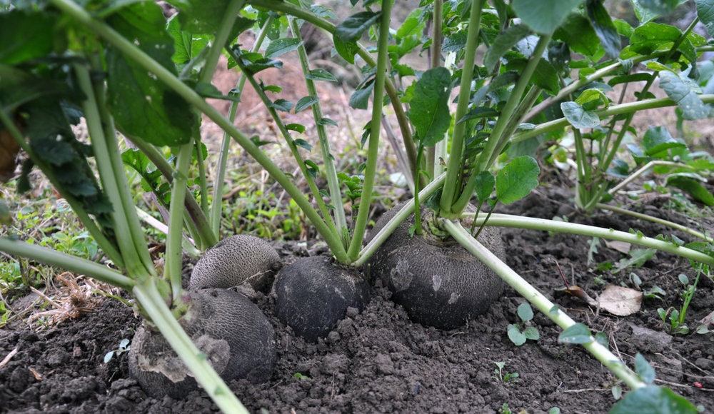 Black Spanish Radish Seeds for Planting - 100+ Seeds - Rare Garden Vegetable Seeds