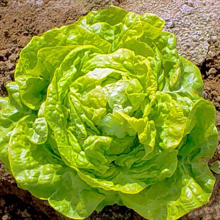 Big Boston Lettuce Seeds for Planting - 250+ Seeds - Rare Garden Vegetable Seeds