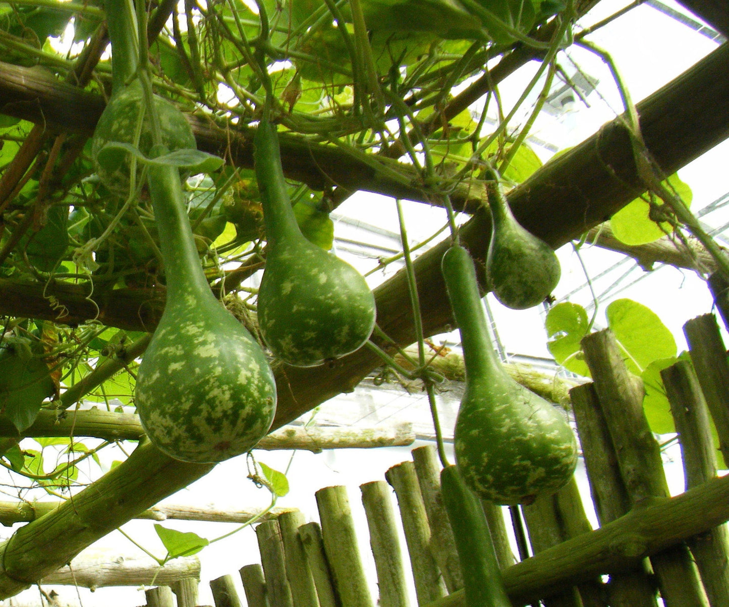 Long Handle Dipper Gourd Seeds for Planting - 20 Seeds