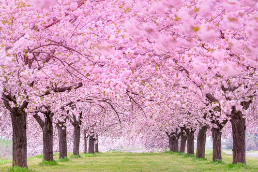 12 Japanese Flowering Cherry Blossom Tree Seeds - Stunning Pink Blooming Tree