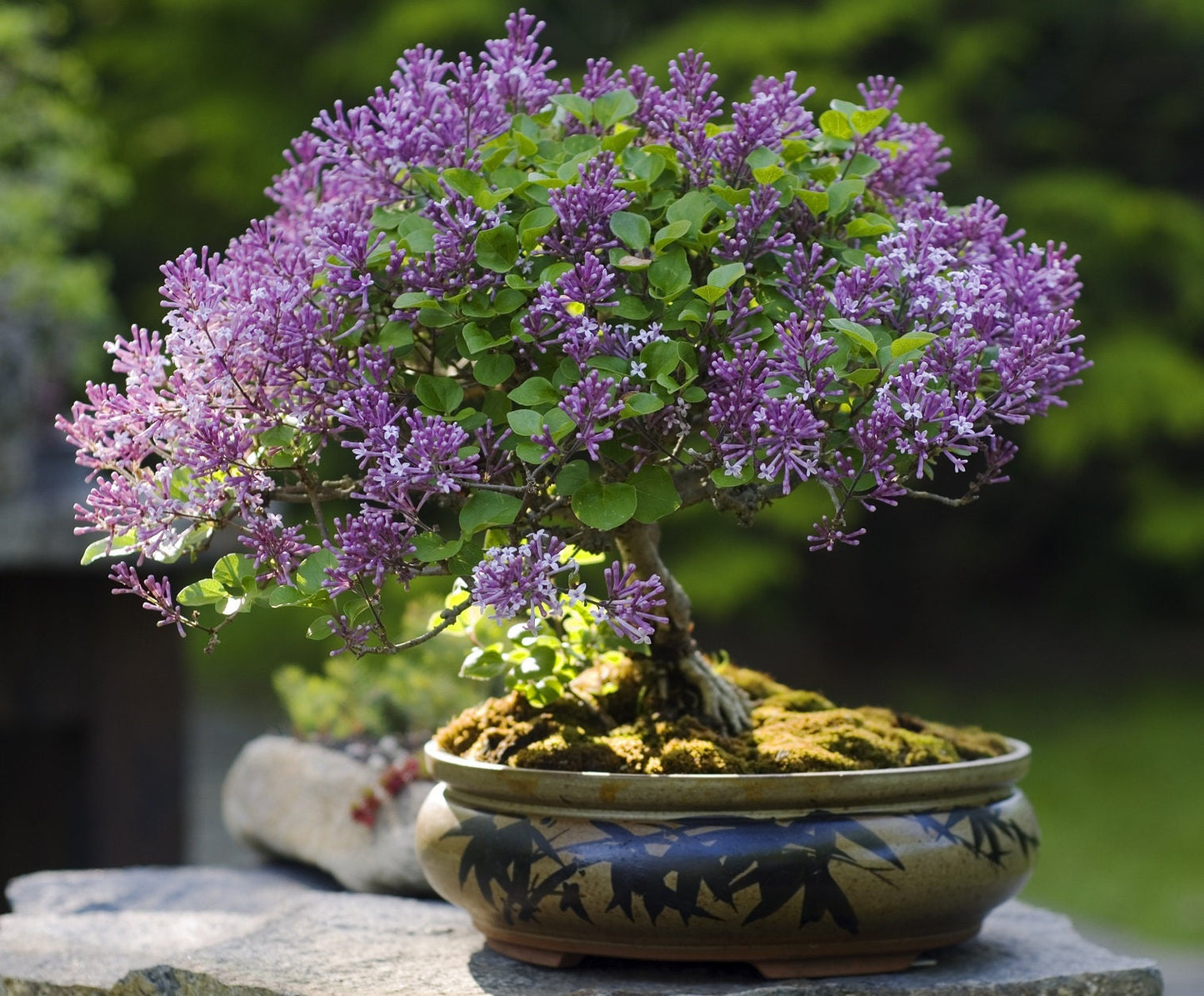 30 Purple Lilac Bonsai Seeds - Ships from Iowa, USA