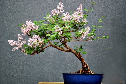 Pink Lilac Bonsai Tree Seeds - 30+ Seeds - Flowering Bonsai