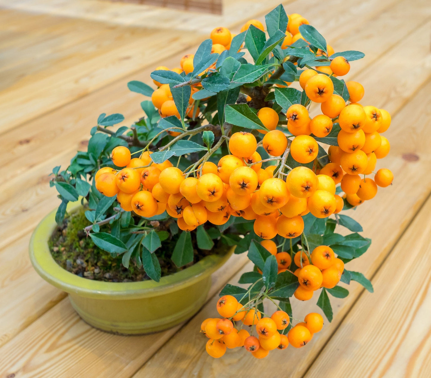 Orange Firethorn Bonsai Tree Seeds - 30 Seeds