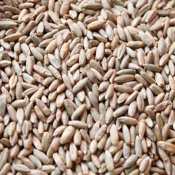 Rye Seeds for Planting - Great Cover Crop, Forage, Winter Rye Grain Seeds