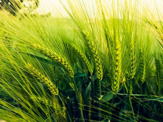 Barley Seeds for Planting - Great Cover Crop, Forage, Winter Rye Grain Seeds