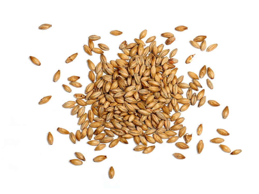 Barley Seeds for Planting - Great Cover Crop, Forage, Winter Rye Grain Seeds