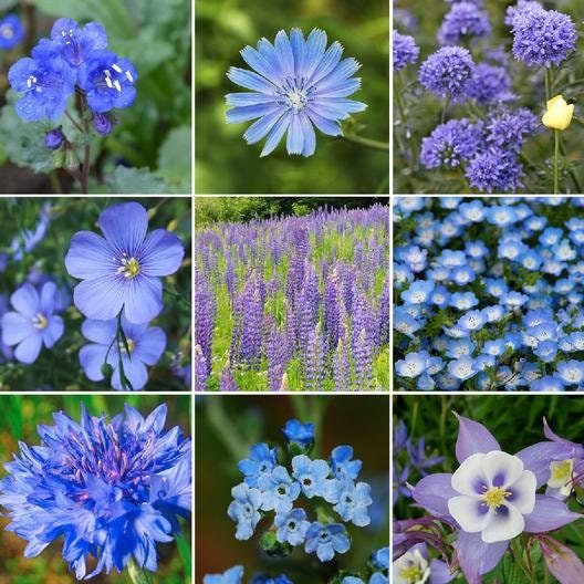 All Blues Wildflower Mix - 200+ Seeds - Stunning All Blue Blend - Made in USA, Ships from Iowa.