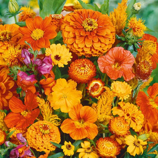 All Orange Wildflower Mix - 200+ Seeds - Stunning All Orange Blend