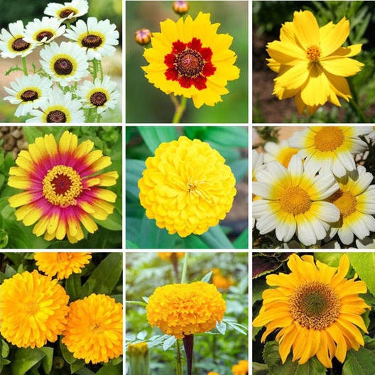 Mellow Yellow Wildflower Mix - 200+ Seeds - Stunning All Yellow Blend