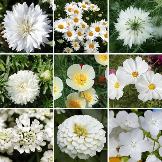 White Wedding Wildflower Mix - 200+ Seeds - Stunning All White Blend of Wildflowers