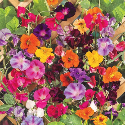 Colorful Climbers Flower Seeds Mix - 200+ Seeds - Made in USA