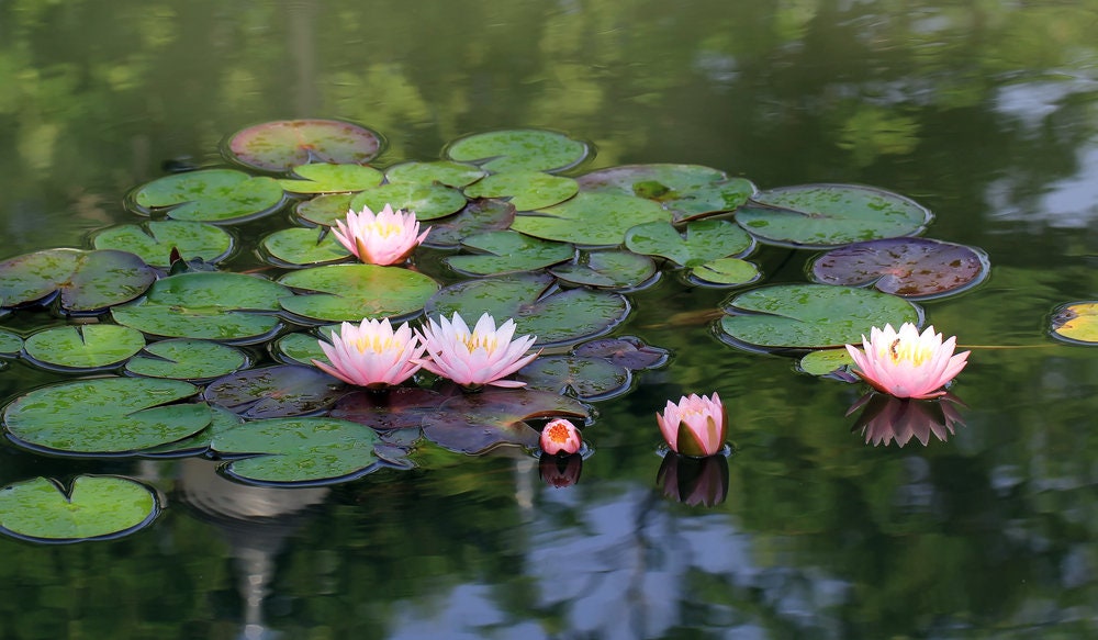 Lotus Flower Seeds - Water Lily - Grow in a Bowl, Koi Pond, Outdoor Ponds, Grow in a Bowl as Bonsai - Stunning Water Feature