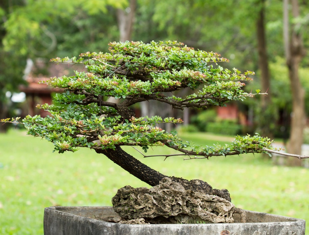 Money Plant Bonsai Tree Seeds for Planting - 30 Seeds - Ficus benjamina, Excellent Indoor Plant