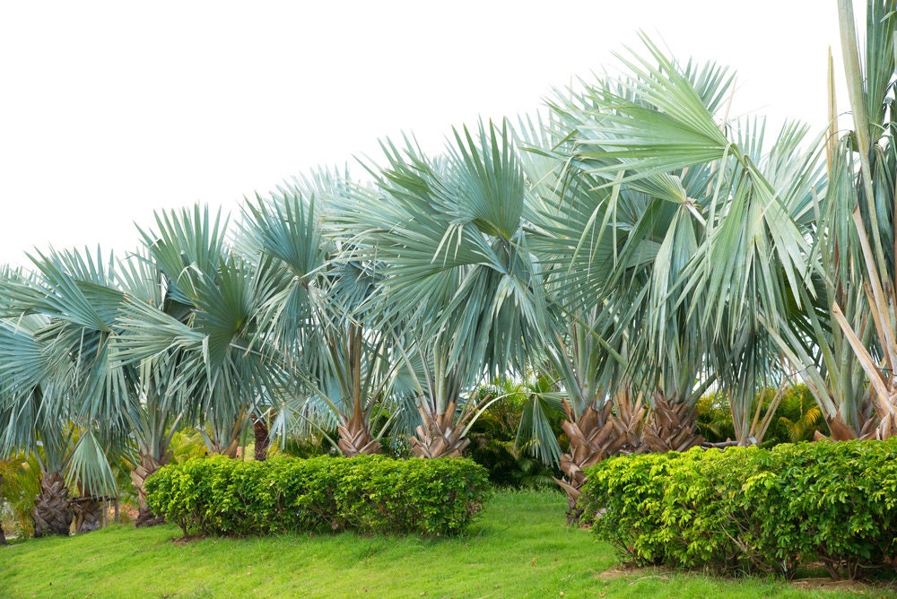 Fan Palm Bonsai Tree Seeds - 10 Seeds for Planting Mexican Fan Palm