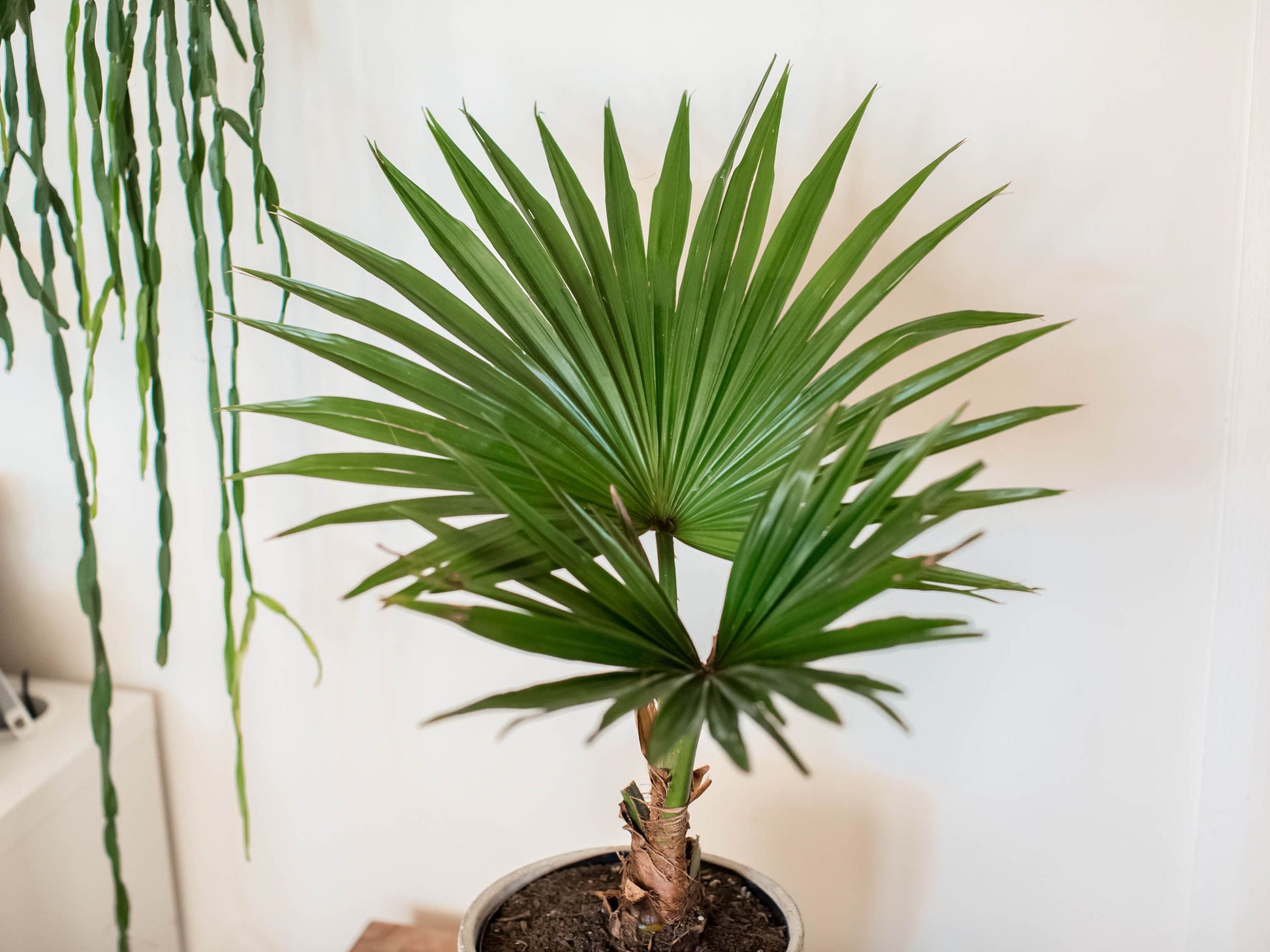 date tree bonsai Fan Palm Bonsai Tree Seeds