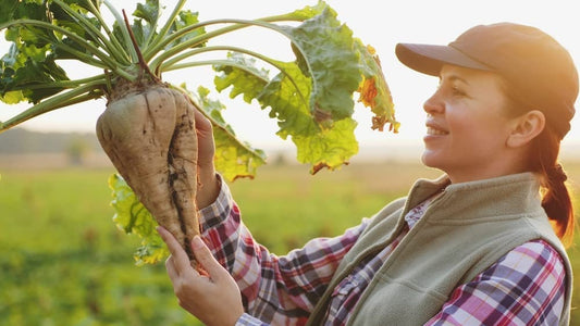 Sugar Beets Seed - 250+ Seeds - Made in USA, Ships from Iowa.