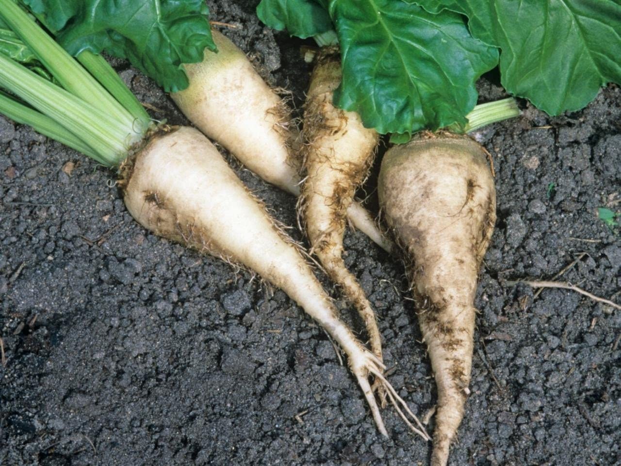 Sugar Beets Seed - 250+ Seeds - Made in USA, Ships from Iowa.