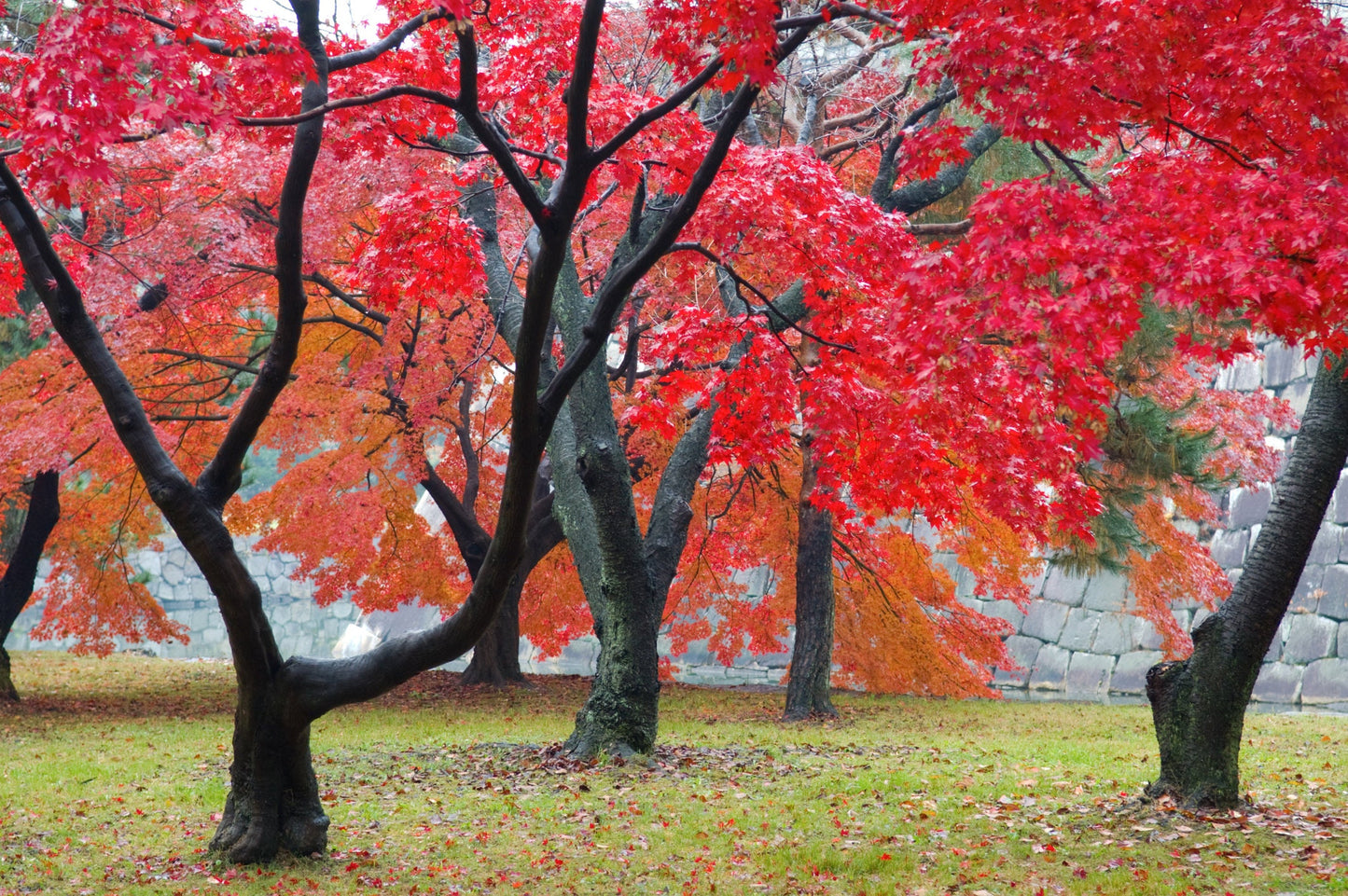 30 Red Maple Tree Seeds for Planting - Popular Landscaping and Shade Tree, or Bonsai