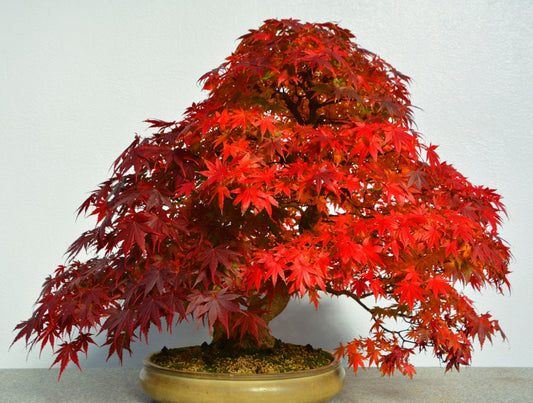 30 Bonsai Red Maple Tree Seeds for Planting - Stunning Red Leaf Bonsai Tree