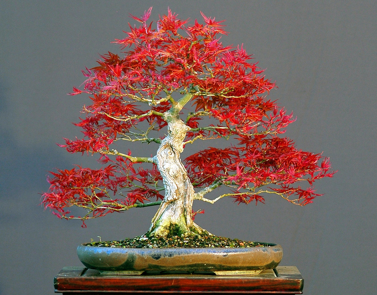 30 Bonsai Red Maple Tree Seeds for Planting - Stunning Red Leaf Bonsai Tree