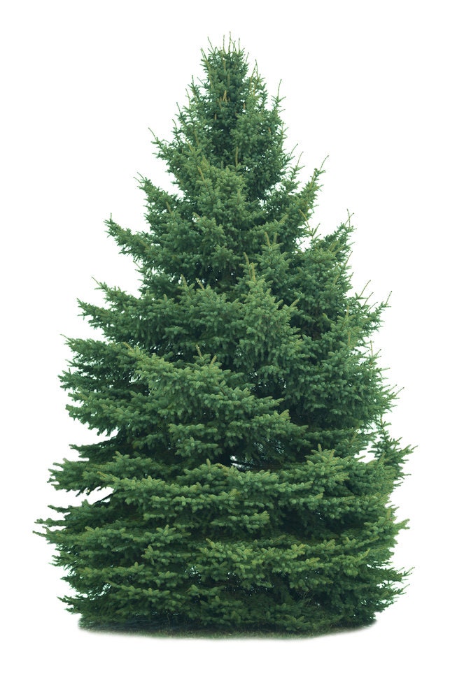 white spruce bonsai tree White Spruce Bonsai Tree Seeds for Planting