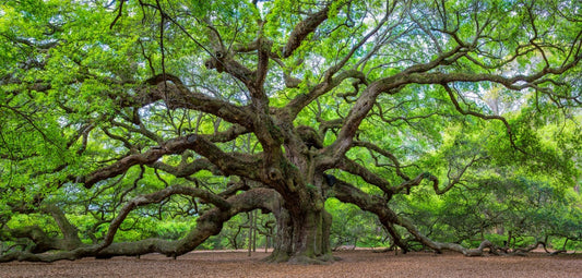 Live Oak Tree Seeds for Planting - 5 Large and Fresh Seeds - Quercus virginiana