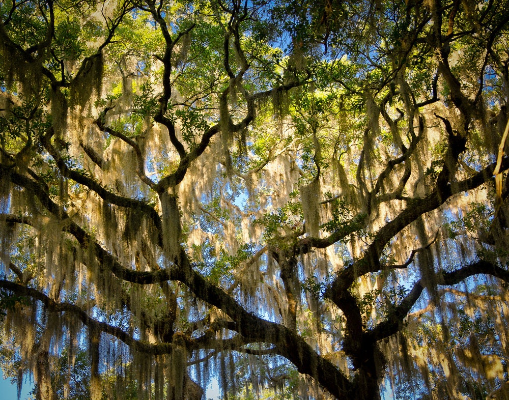 Live Oak Tree Seeds for Planting - 5 Large and Fresh Seeds - Quercus virginiana