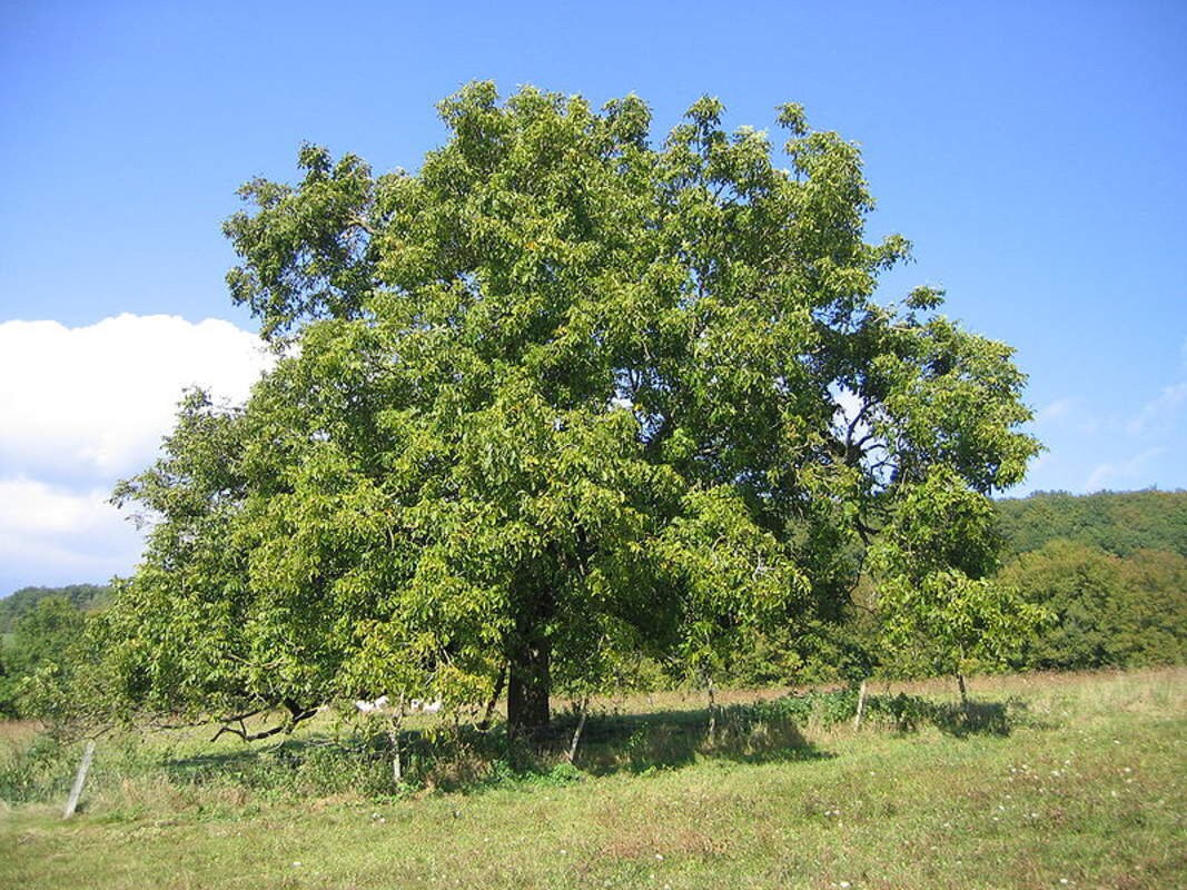 Jupiter's Acorn Tree Seeds for Planting - 2 Seeds - Dwarf Walnut Tree