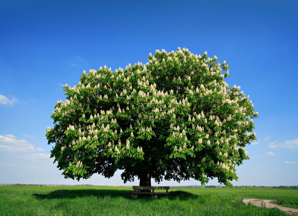 2 Colossal Chestnut Tree Seeds - Grow Huge Chestnuts - Castanea sp Colossal