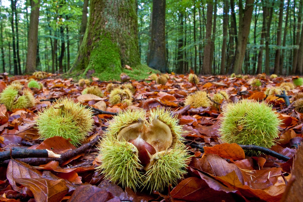 2 Colossal Chestnut Tree Seeds - Grow Huge Chestnuts - Castanea sp Colossal