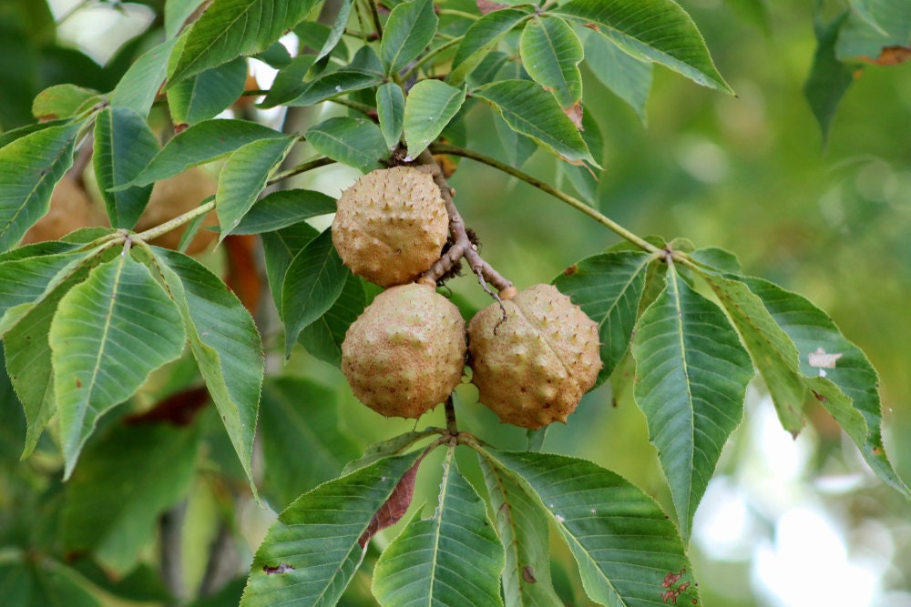 2 Buckeye Tree Seeds for Planting - State Tree of Ohio - Aesculus glabra