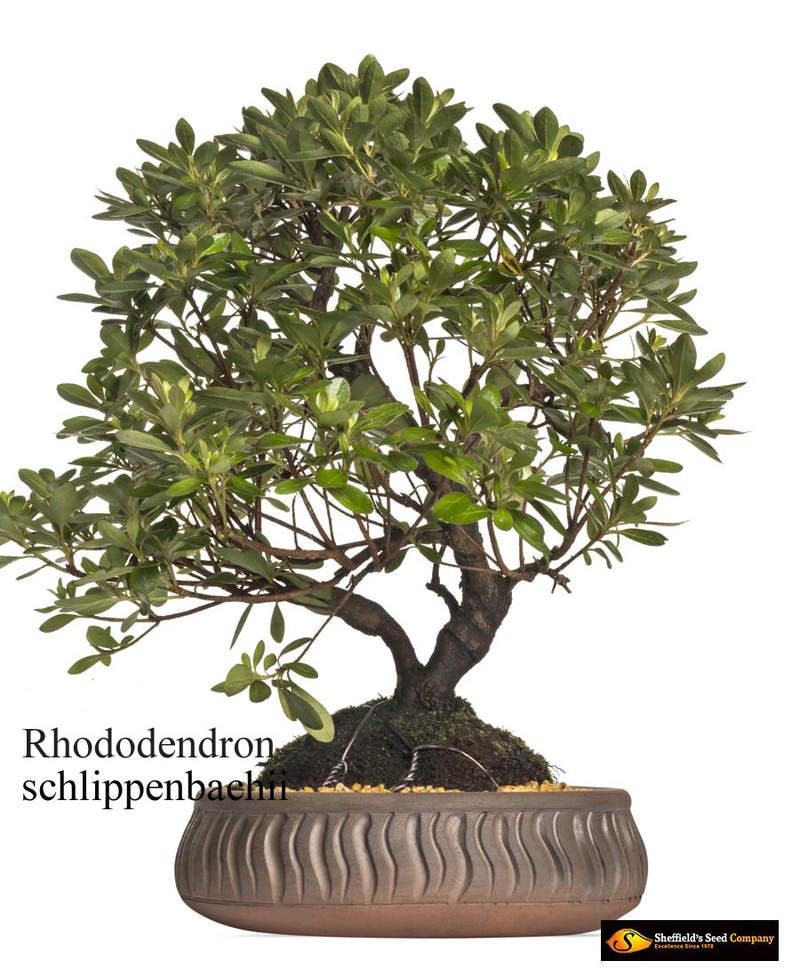 Royal Azalea Bonsai Tree Seeds - 30 Seeds - Rhododendron schlippenbachii